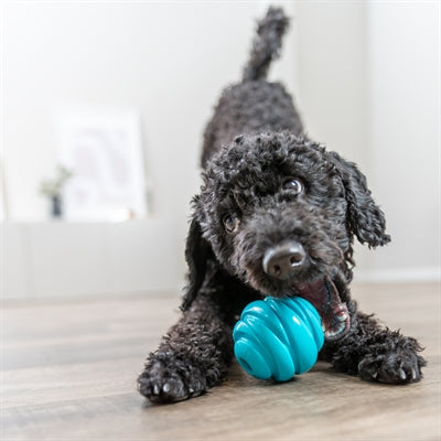 Trixie : L'Excellence de l’Ingénierie Allemande au Service du Bien-Être Canin 2026