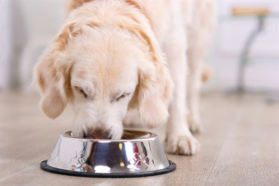 Happy Pet – Gamelle pour chien – Gamelle antidérapante en inox - Caractéristiques