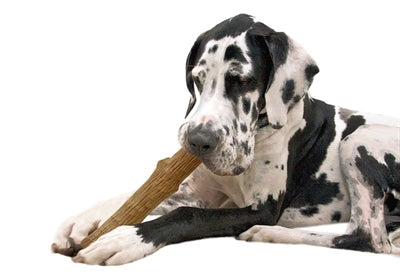 Petstages – Jouet pour chien – Dogwood Durable Stick – 20 cm - Caractéristiques