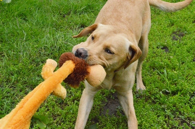Happy Pet – Jouet pour chien – Peluche Lion Sauvage Crépitante – 60 cm