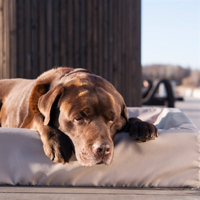 Bia Bed Outdoor Hoes Hondenmand Taupe Bia-7 120X100X15 Cm