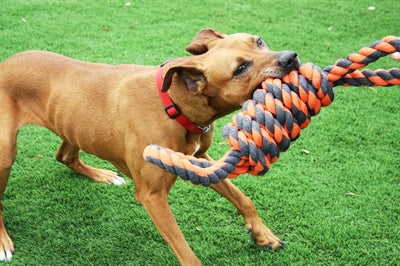 Happy Pet – Jouet pour chien – Corde de traction extrême en 8 – Gris et Orange – 55 cm - Caractéristiques