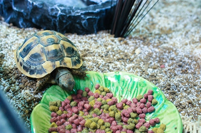 Happy Pet – Accessoire pour tortue – Écuelle Green Leaf – 11 x 11 x 2 cm - Vue 2