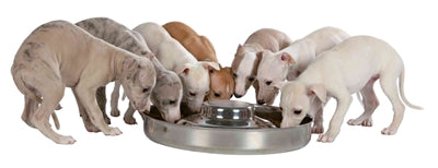 Trixie – Gamelle pour chiot – Junior - Caractéristiques