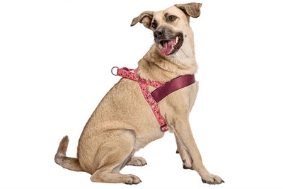 Morso – Harnais pour chien – Norvégien Pink Think Rose recyclé - Caractéristiques