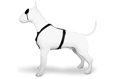 Morso – Harnais pour chien – H-Harnais recyclé Gold Caviar Or - Caractéristiques