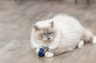 Trixie – Jouet pour chat – Petit animal marin en peluche – 5-8 cm - L'unité Modèle et coloris aléatoire - Caractéristiques