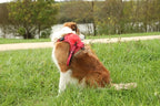 Zolux Easyride Hondentuig Rood