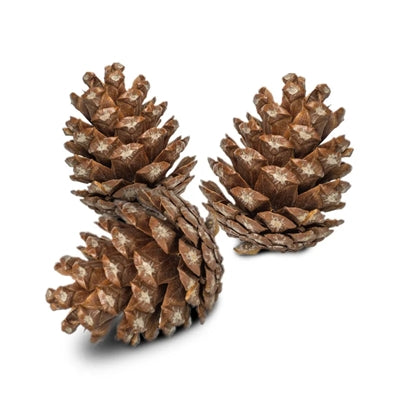 Back Zoo Nature – Jouet pour rongeur et oiseau – Pommes de pin – 6 pièces - Caractéristiques
