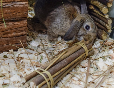 Happy Pet – Jouet pour rongeur – Pack éco saule 2 bâtonnets et 2 balles – Taille unique - Vue 2