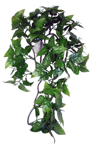 Komodo – Décoration pour reptile – Plante Philodendron - Caractéristiques
