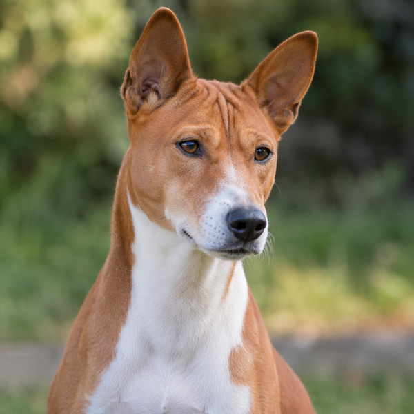 Yourdog – Croquettes pour chien – Basenji - Senior – 12 kg - Caractéristiques