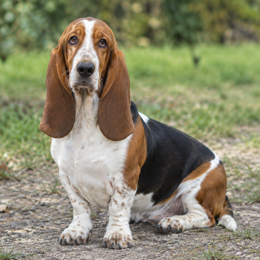 Yourdog – Croquettes pour chien – Basset Artésien Normand - Adulte – 12 kg