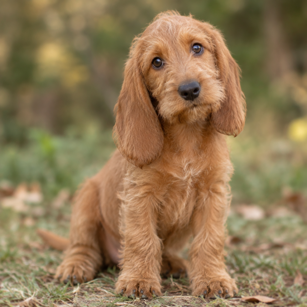 Yourdog – Croquettes pour chien – Basset Fauve de Bretagne - Chiot – 12 kg