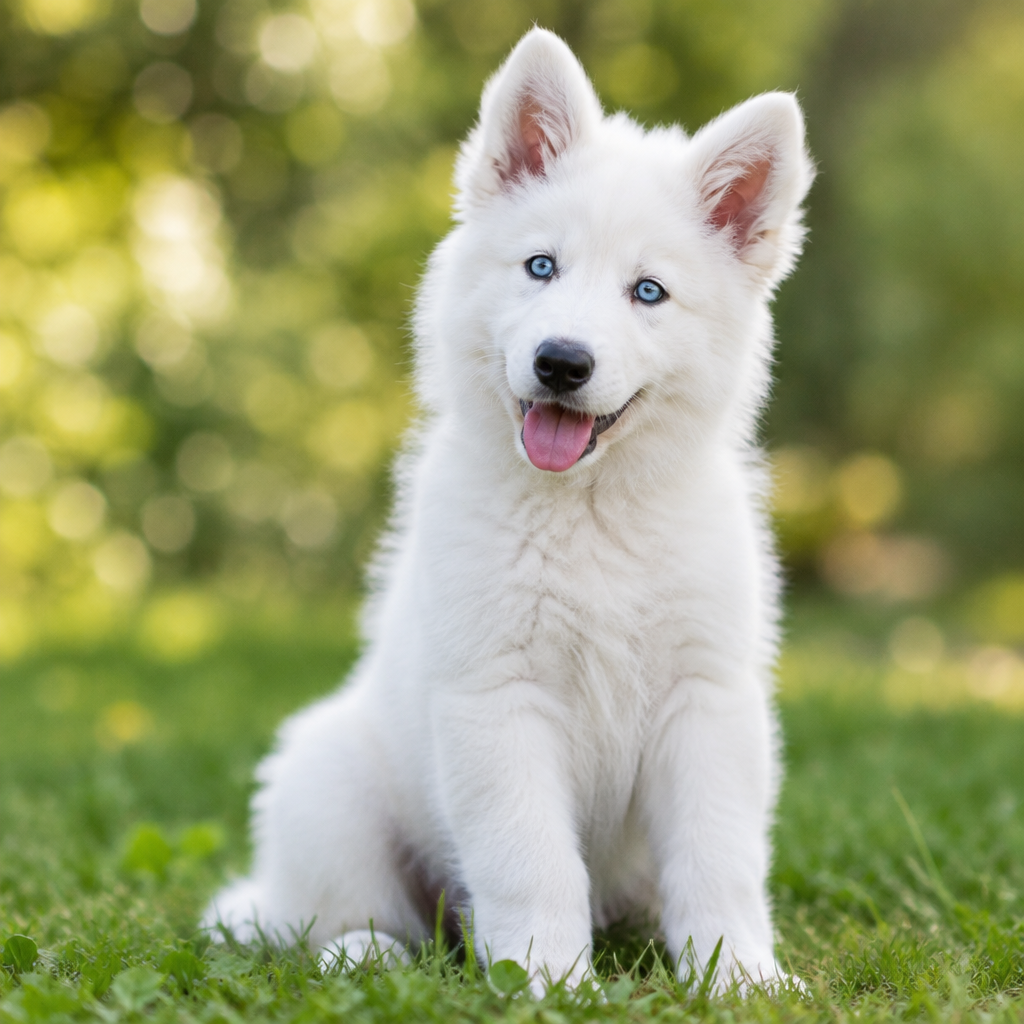 Yourdog – Croquettes pour chien – Berger Blanc Suisse - Chiot – 12 kg