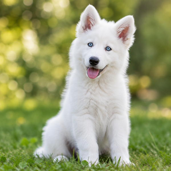 Yourdog – Croquettes pour chien – Berger Blanc Suisse - Chiot – 12 kg - Caractéristiques