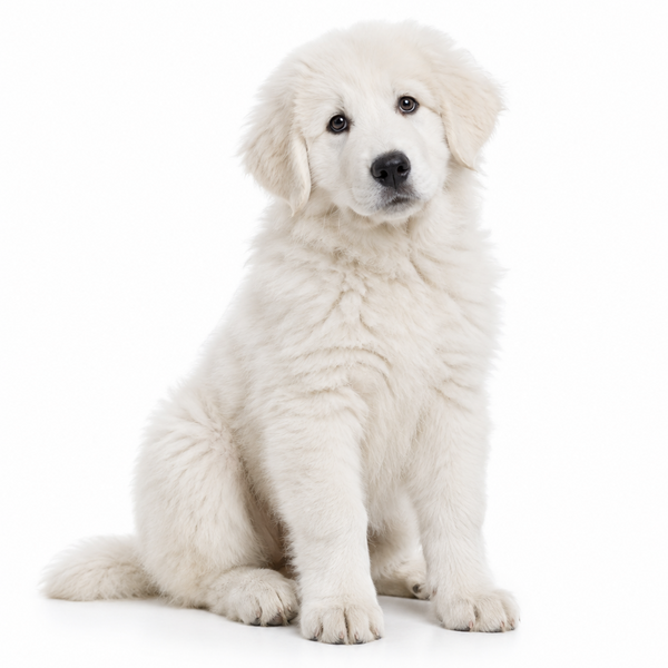 Yourdog – Croquettes pour chien – Berger de la Maremme et des Abruzzes - Chiot – 12 kg - Caractéristiques