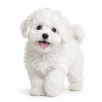 Yourdog – Croquette pour chien – Bichon bolonais - Chiot – 12 kg