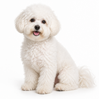 Yourdog – Croquettes pour chien – Bichon Bolonais - Adulte – 12 kg