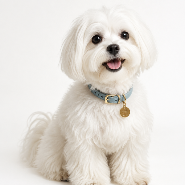 Yourdog – Croquettes pour chien – Bichon Maltais - Adulte – 12 kg - Caractéristiques