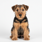 Yourdog – Croquettes pour chien – Airedale Terrier - Chiot – 12 kg