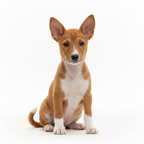Yourdog – Croquettes pour chien – Basenji - Chiot – 12 kg