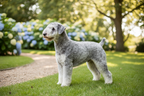 Yourdog – Croquette pour chien – Bedlington Terrier - Adulte – 12 kg