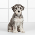 Yourdog – Croquette pour chien – Bedlington Terrier - Chiot – 12 kg