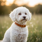 Yourdog – Croquettes pour chien – Bichon Bolonais - Adulte – 12 kg