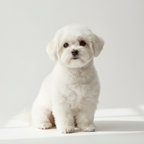 Yourdog – Croquettes pour chien – Bichon Maltais - Adulte – 12 kg