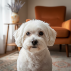 Yourdog – Croquettes pour chien – Bichon Maltais - Senior – 12 kg