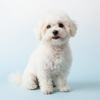 Yourdog – Croquettes pour chien – Bichon à poil frisé - Adulte – 12 kg