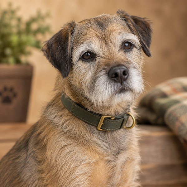 Yourdog – Croquettes pour chien – Border Terrier - Senior – 12 kg - Caractéristiques