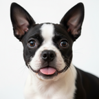 Yourdog – Croquettes pour chien – Boston Terrier - Chiot – 12 kg