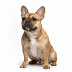 Yourdog – Croquettes pour chien – Bouledogue Français - Adulte