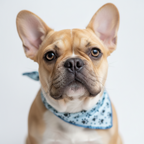 Yourdog – Croquettes pour chien – Bouledogue Français - Chiot – 12 kg