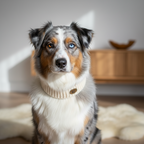 Yourdog – Croquette pour chien – Bouvier Australien - Senior