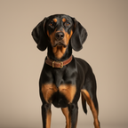 Yourdog – Croquettes pour chien – Brachet noir et feu (Chien courant autrichien) - Adulte