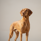 Yourdog – Croquettes pour chien – Braque Hongrois à poil court (Vizsla) - Adulte