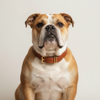 Yourdog – Croquettes pour chien – Bulldog Anglais - Adulte