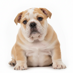 Yourdog – Croquettes pour chien – Bulldog Anglais - Chiot – 12 kg