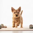 Yourdog – Croquettes pour chien – Cairn Terrier - Chiot – 12 kg