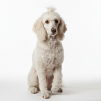 Yourdog – Croquettes pour chien – Caniche Royal - Senior – 12 kg
