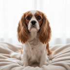 Yourdog – Croquettes pour chien – Cavalier King Charles Spaniel - Adulte – 12 kg