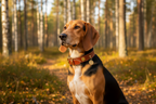 Yourdog – Croquettes pour chien – Chien courant finlandais - Adulte