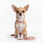 Yourdog – Croquettes pour chien – Chihuahua - Adulte – 12 kg
