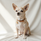 Yourdog – Croquettes pour chien – Chihuahua - Senior – 12 kg