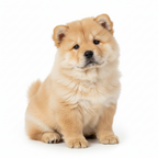 Yourdog – Croquettes pour chien – Chow Chow - Chiot – 12 kg