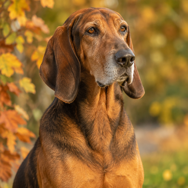 Yourdog – Croquettes pour chien – Chien courant de Transylvanie - Senior – 12 kg - Caractéristiques