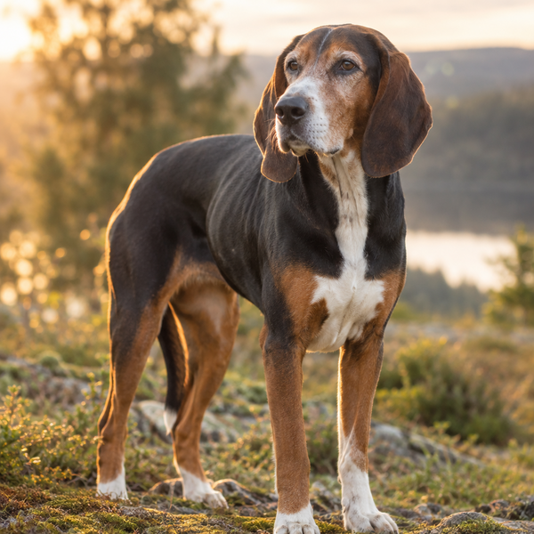 Yourdog – Croquettes pour chien – Chien courant d'Hamilton - Senior – 12 kg - Caractéristiques